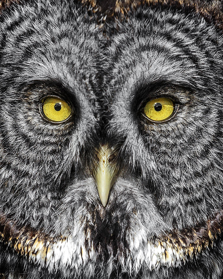 Great Grey Owl Up Close  Photograph by Wes and Dotty Weber