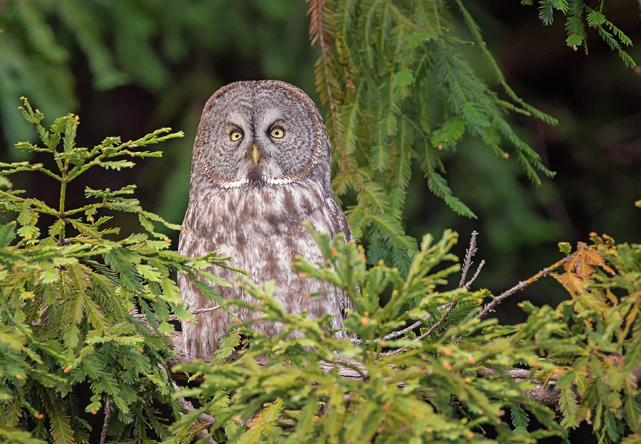 Great Grey Owl Visits the Redwoods Photograph by Loree Johnson