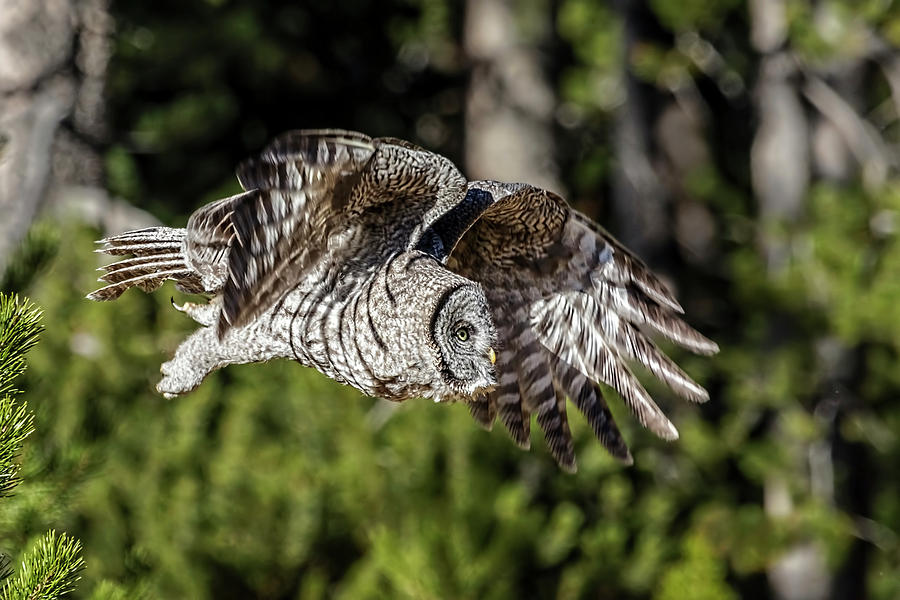 Great Grey Owl  Photograph by Wes and Dotty Weber