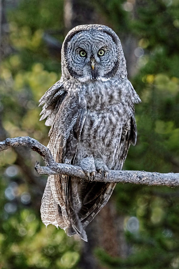 Great Grey Owl Yellowstone Photograph by Wes and Dotty Weber