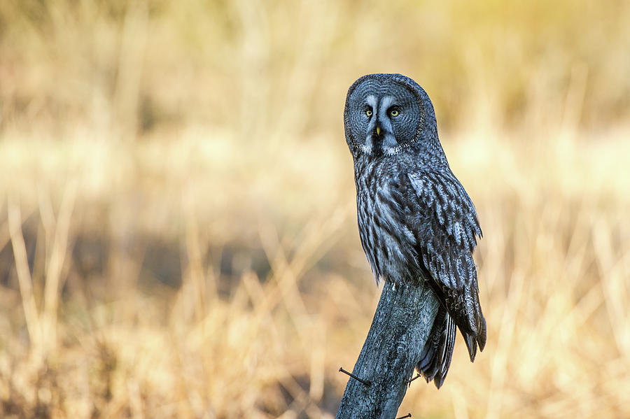 Great Grey Perching Photograph by Torbjorn Swenelius