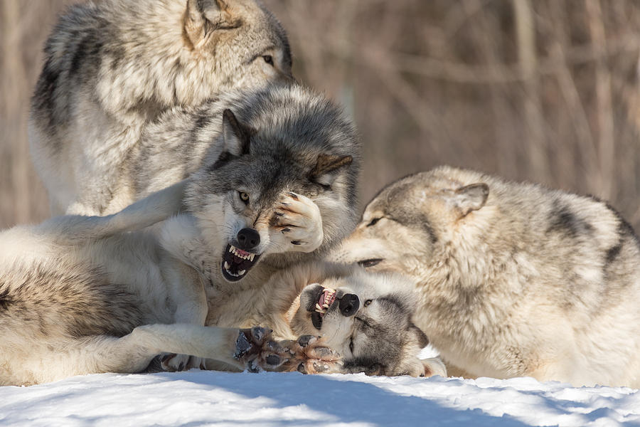 Great Grey Wolves Photograph by Josef Pittner - Fine Art America