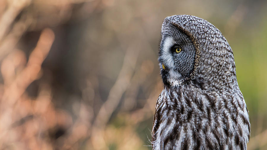 Great Greys Profile Photograph by Torbjorn Swenelius