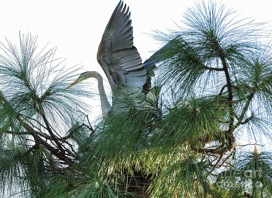 Great Heron Flight to Nest Photograph by Wayne Nielsen