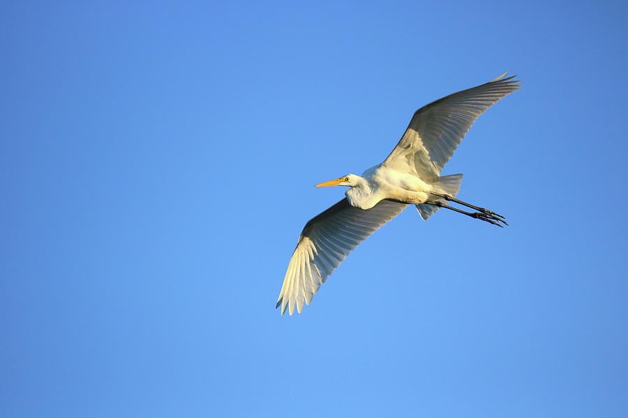 Great Heron In Flight I Photograph by Tony Umana Great Heron In Flight I Photograph by Tony Umana