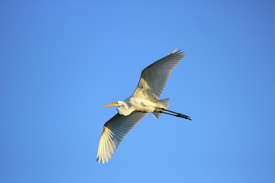 Great Heron In Flight II Photograph by Tony Umana Great Heron In Flight II Photograph by Tony Umana