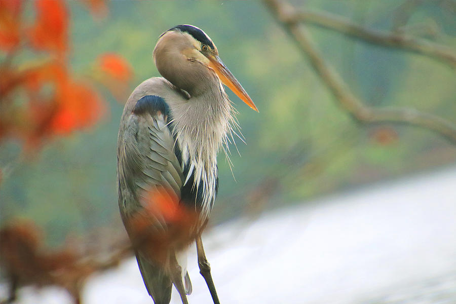 Great Heron Photograph by Tony Umana Great Heron Photograph by Tony Umana