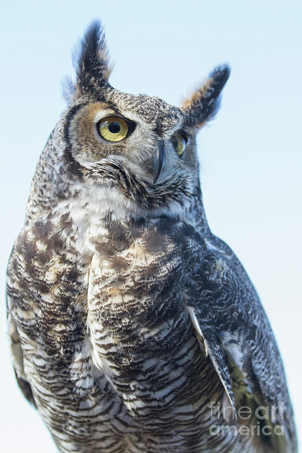 Bird Photograph - Great Horned Owl 1 by Chris Scroggins