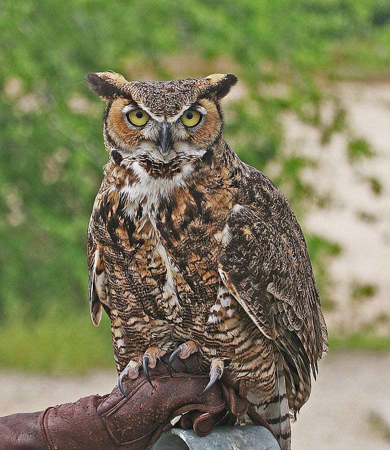 Great Horn Owl Nature Educator Photograph by Tom Janca