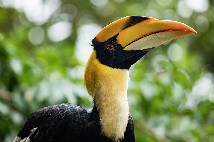 Great Hornbill Photograph by Julian Regan | Fine Art America