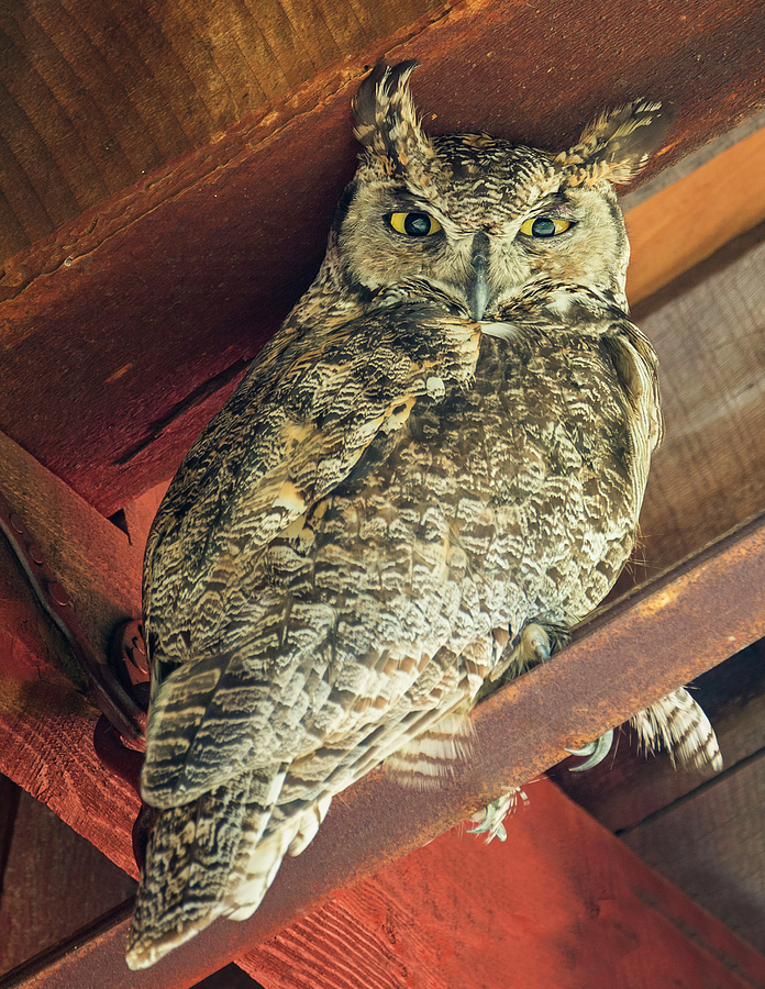  Great  Horned Barn  Owl  Photograph by Loree Johnson