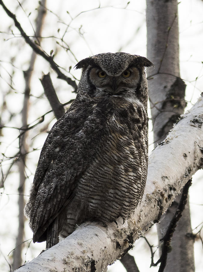Great Horned Photograph by Ian Johnson