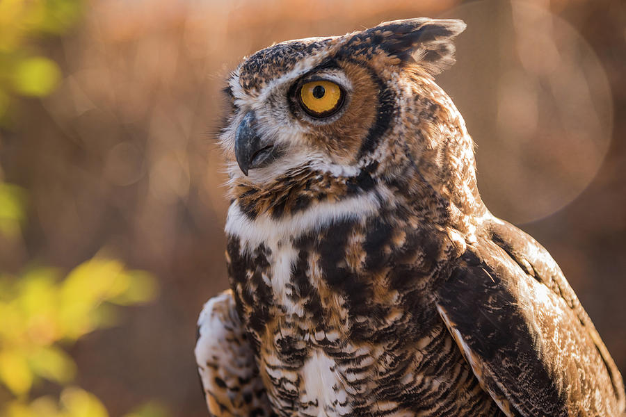 Great Horned Photograph by Kristopher Schoenleber