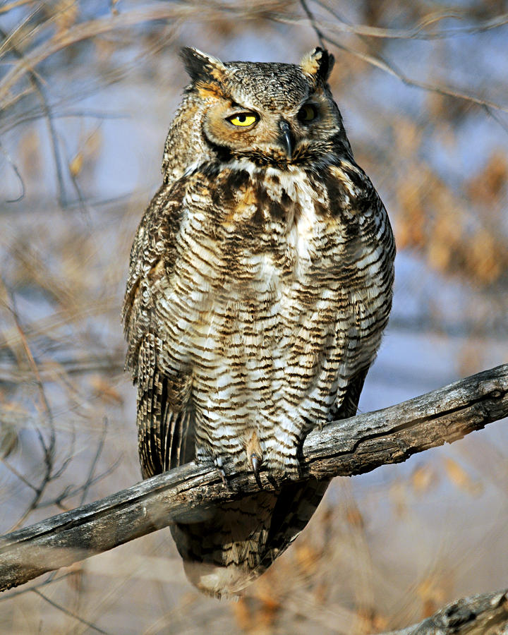 Great Horned Owl 1 Photograph by Diana Douglass