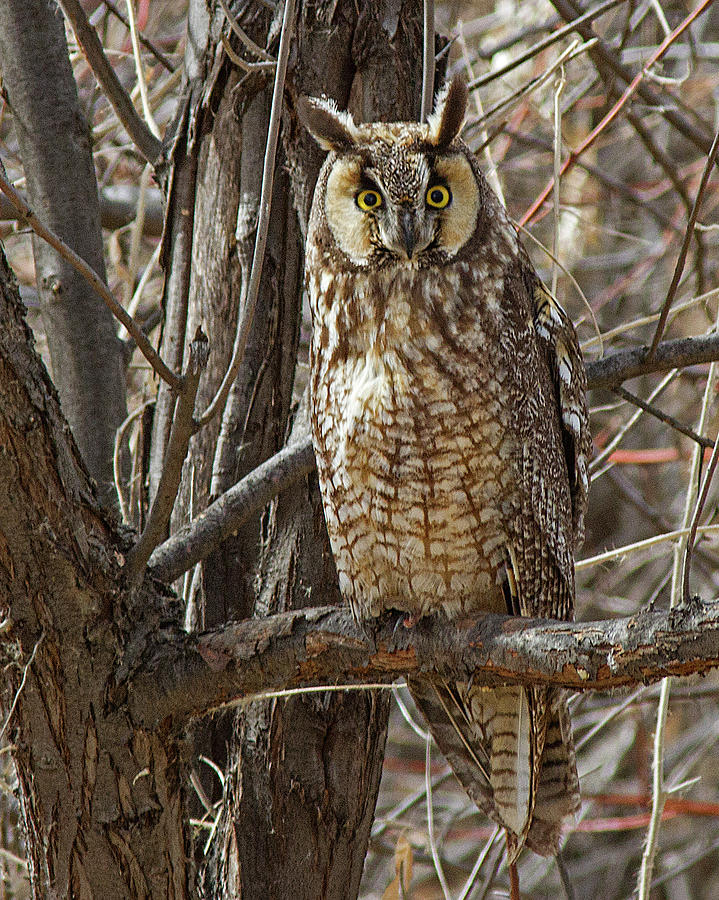 Long Eared Owl 1 Photograph by Lowell Monke - Pixels