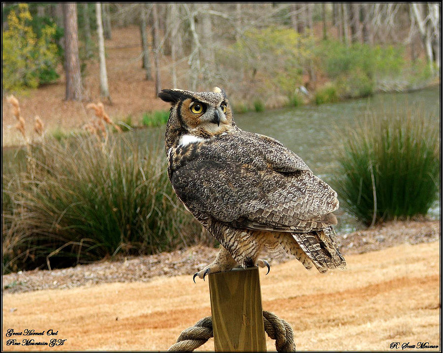 Great Horned Owl 1 Photograph by Robert Meanor
