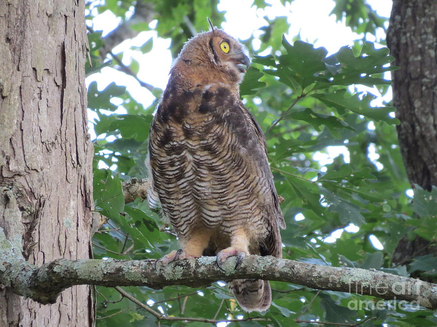 Great Horned Owl 11 Photograph