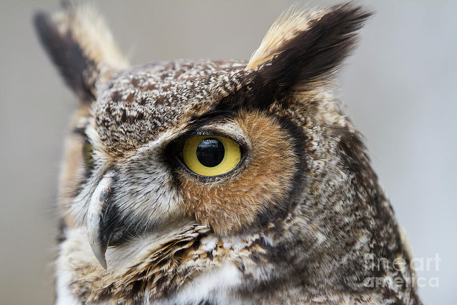 Great Horned Owl 2 Photograph by Chris Scroggins