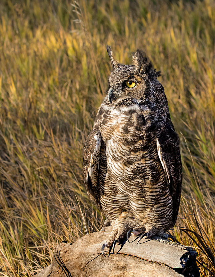 Great Horned Owl 2 Photograph by Dawn Key