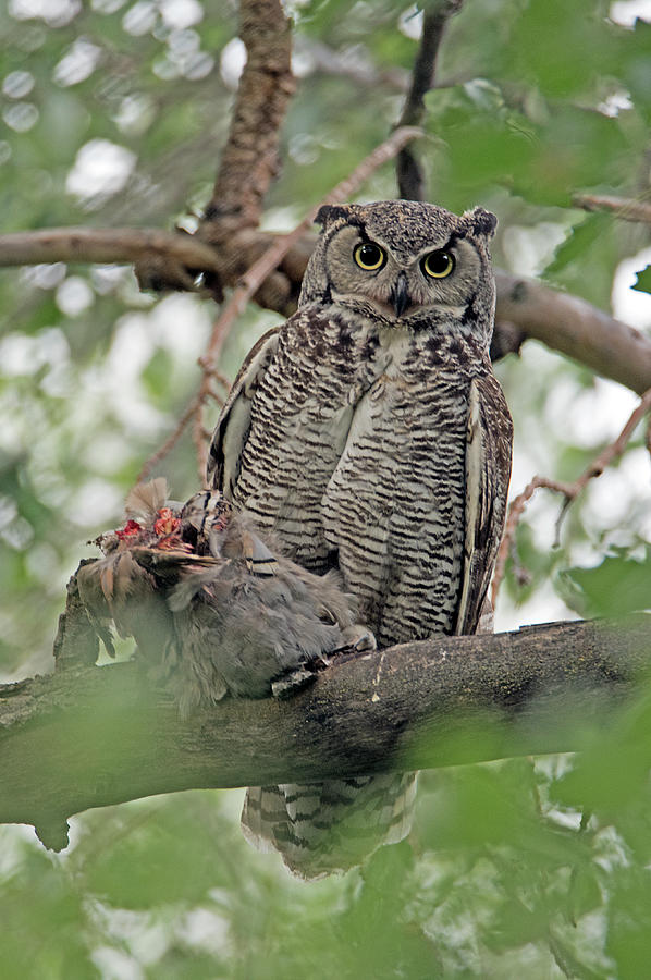 Great Horned Owl 2 Photograph by Earl Nelson - Fine Art America