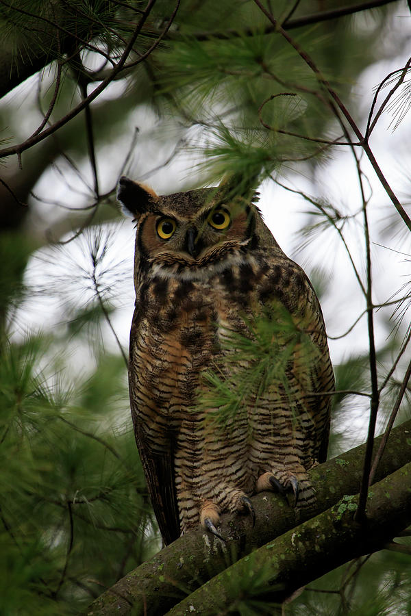 Great Horned Owl 2 Photograph by Gary Hall