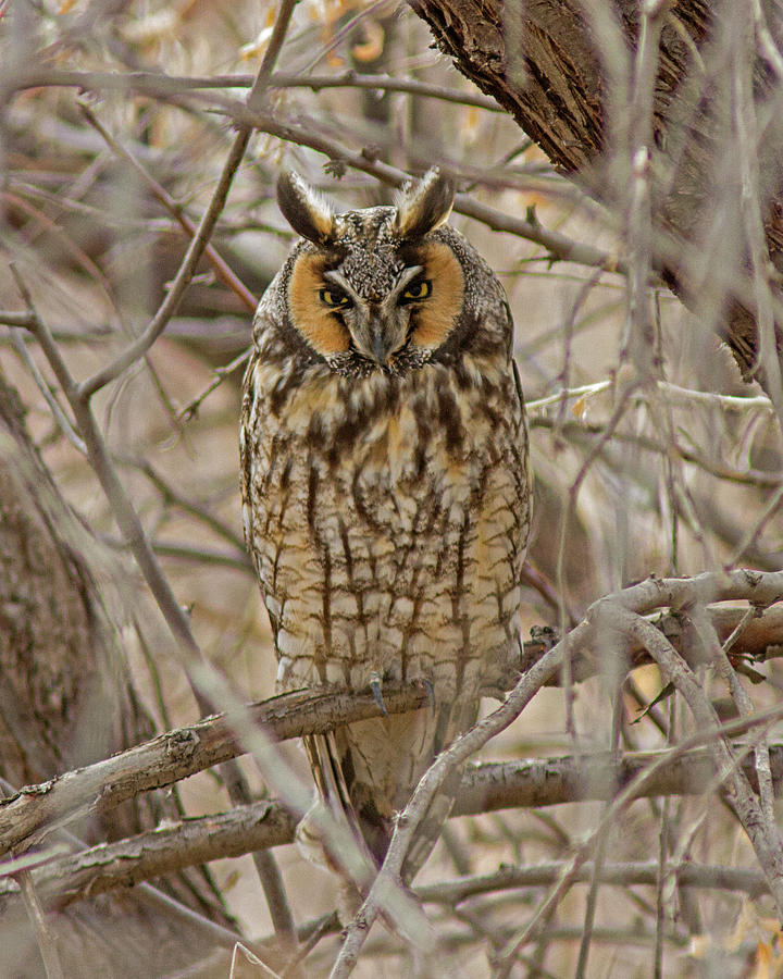 Long Eared Owl 2 Photograph by Lowell Monke