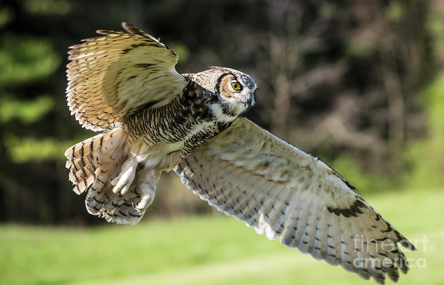 Great Horned Owl-2347 Photograph by Steve Somerville