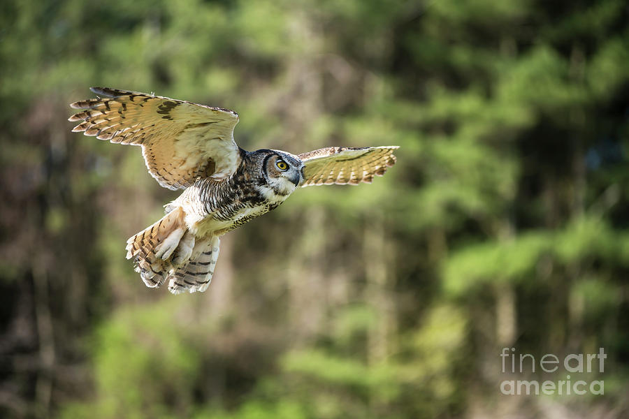 Great Horned Owl-2366 Photograph by Steve Somerville