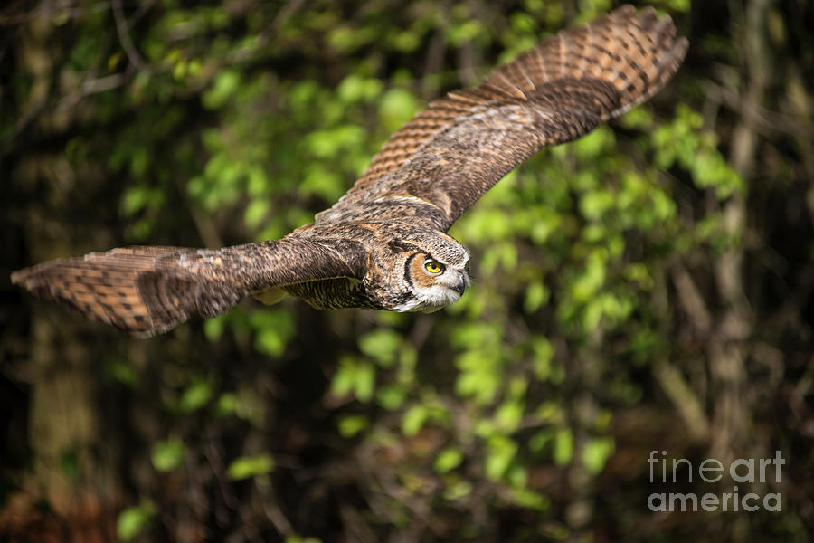 Great Horned Owl-2419 Photograph by Steve Somerville