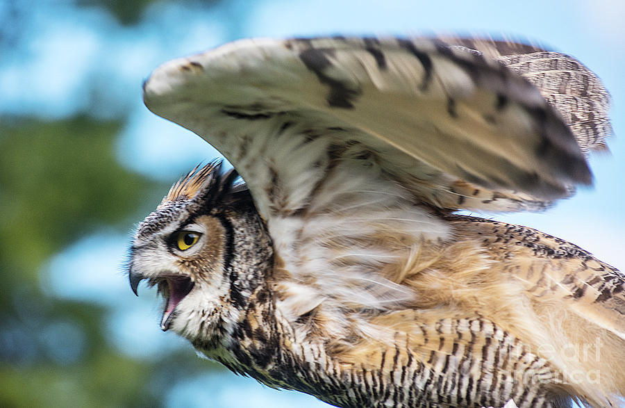 Great Horned Owl-2486 Photograph by Steve Somerville