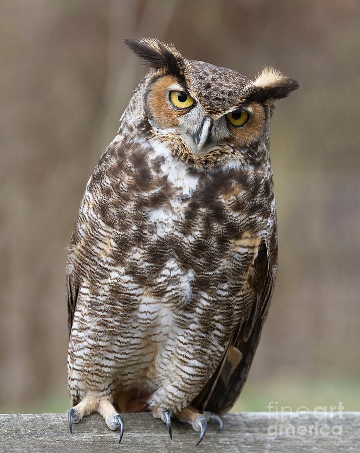 Great Horned Owl 3 Photograph by Chris Scroggins