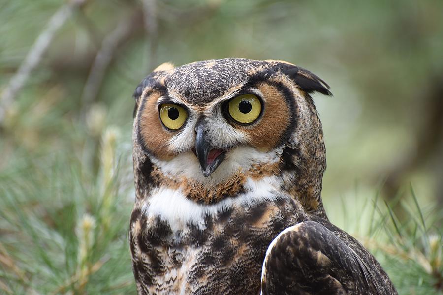 Great Horned Owl 475 Photograph by Joyce StJames - Fine Art America