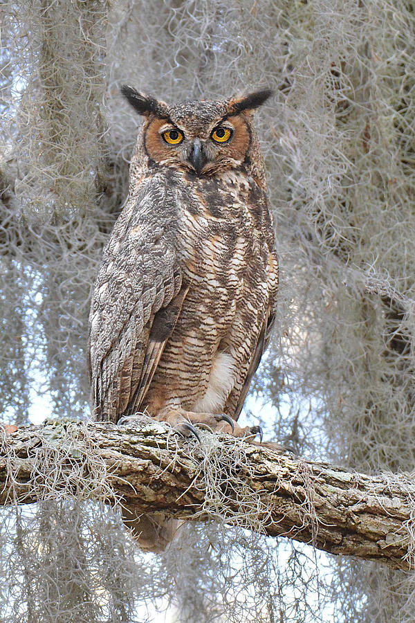 Great Horned Owl Photograph by Alan Lenk