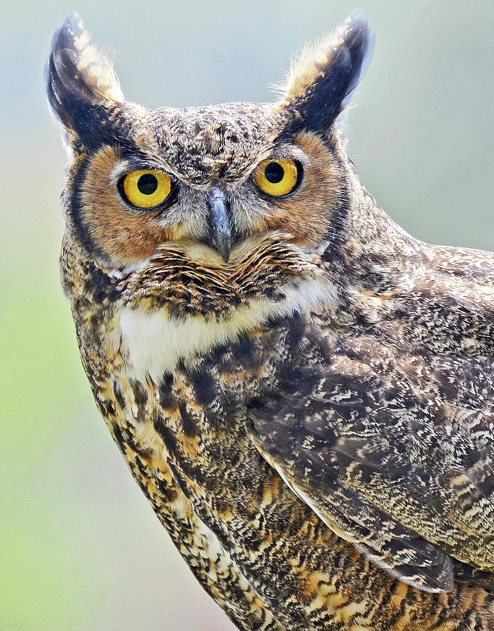 Great Horned Owl Photograph by Allan Carrano - Fine Art America