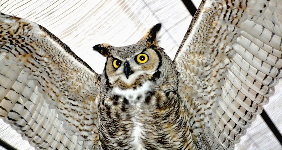 Great Horned Owl Photograph by Amy McDaniel