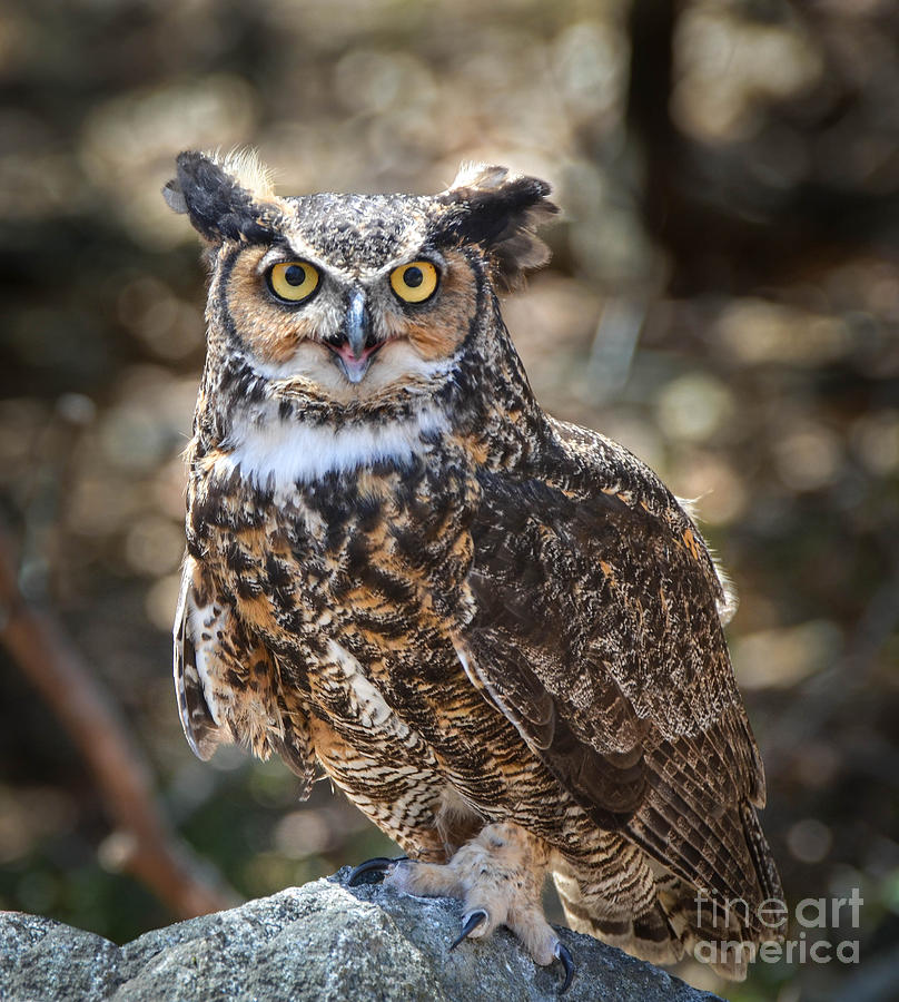 Great Horned Owl Photograph by Amy Porter