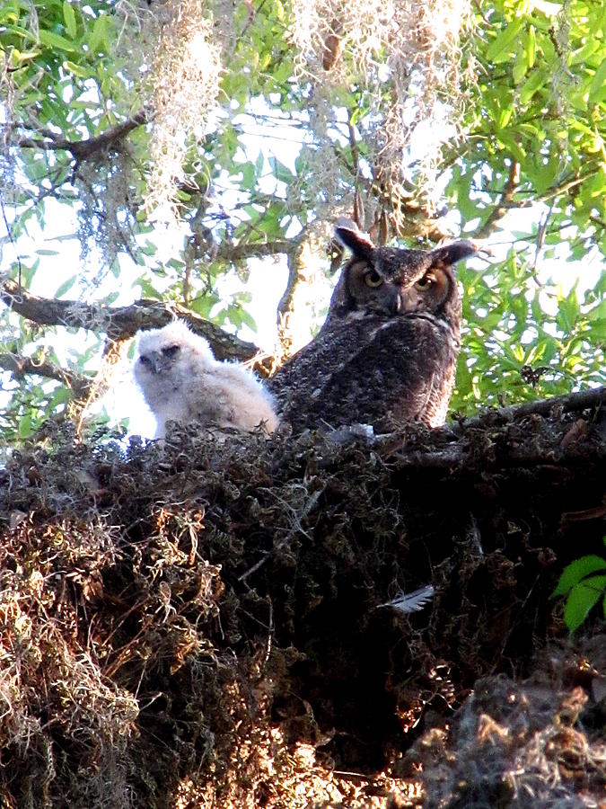 Great Horned Owl and Chick  Photograph by Christopher Mercer