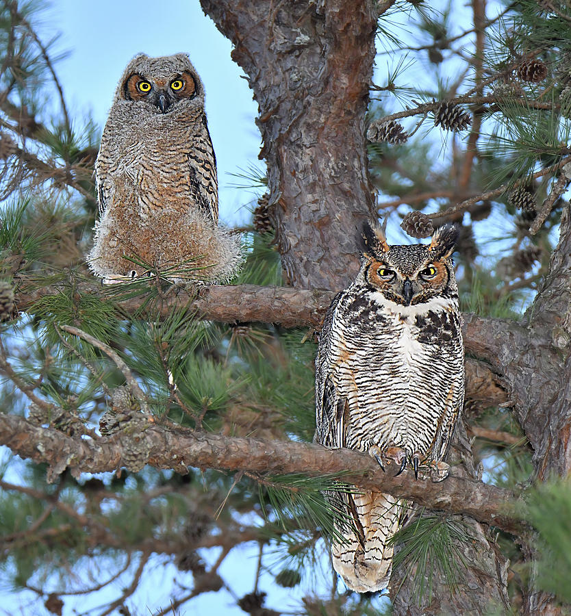 Great Horned Owl and Juvenile  Photograph by Alan Lenk