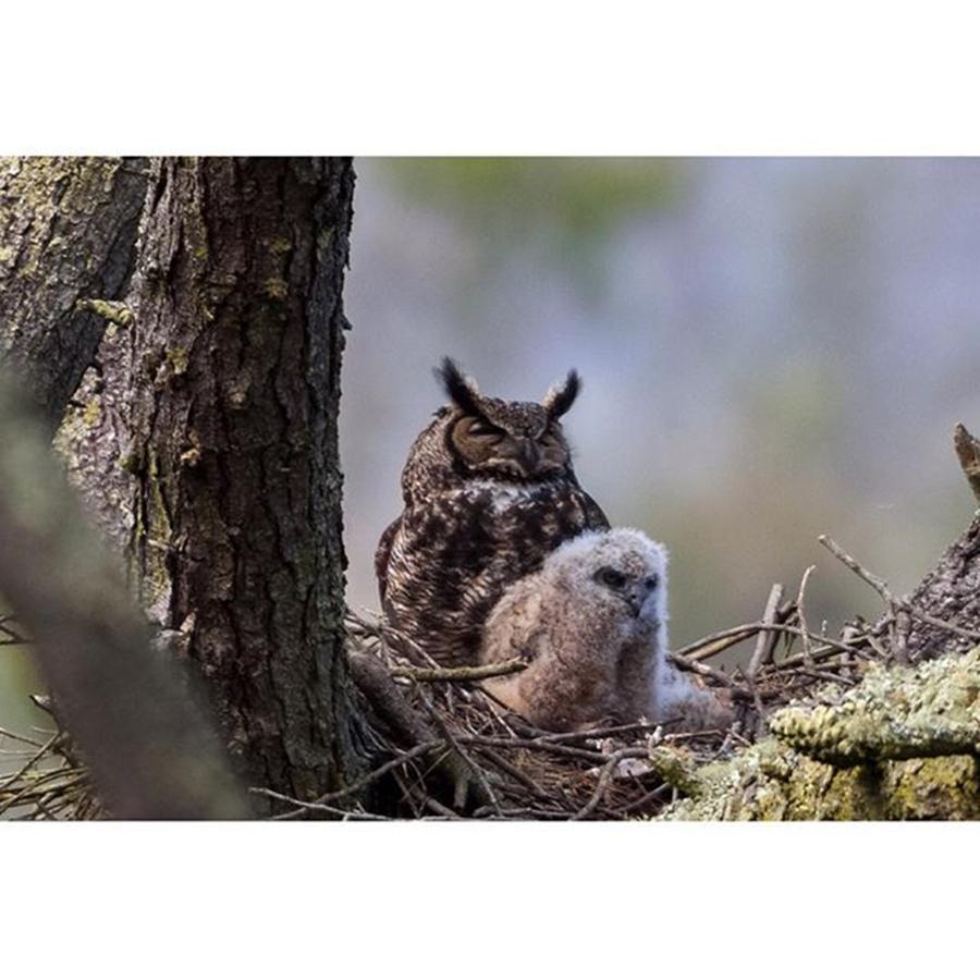 Great Horned Owl And Owlet Photograph by Nickolas Thurston