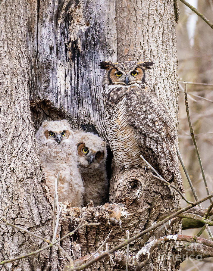 Great Horned Owl And Owlets Photograph By William Friggle - Fine Art ...