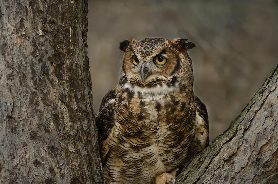 Great Horned Owl Photograph by Ann Bridges