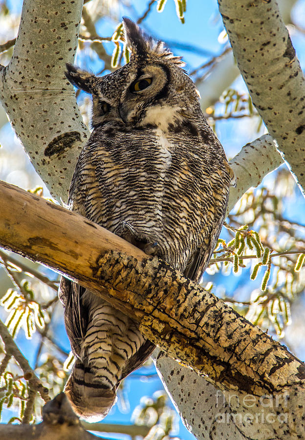 Great Horned Owl - Antelope Island - Utah Photograph by Gary Whitton