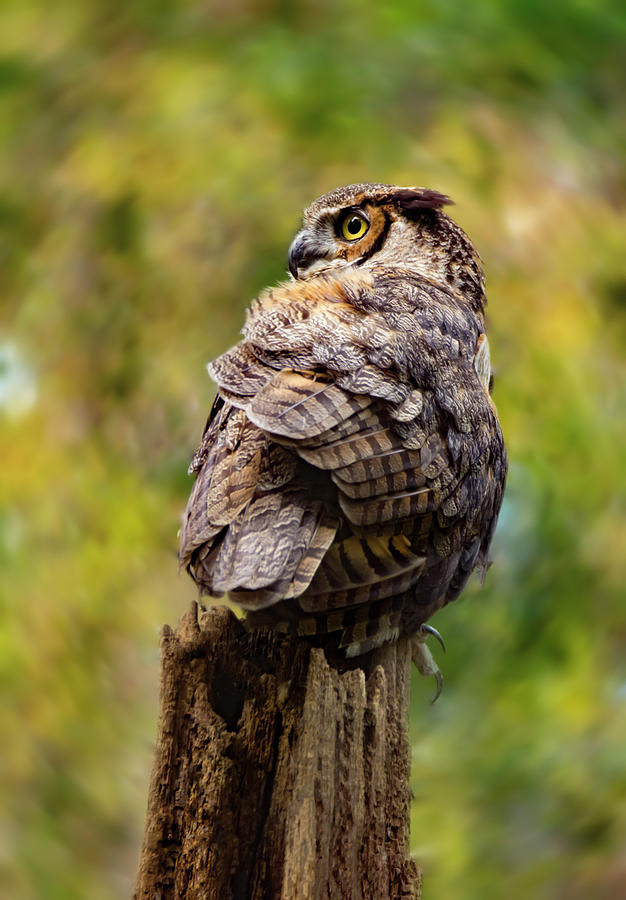 Great Horned Owl at Attention Photograph by Tracy Winter