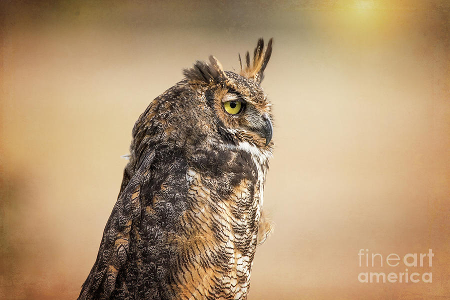 Great Horned Owl At Dusk Photograph by Sharon McConnell