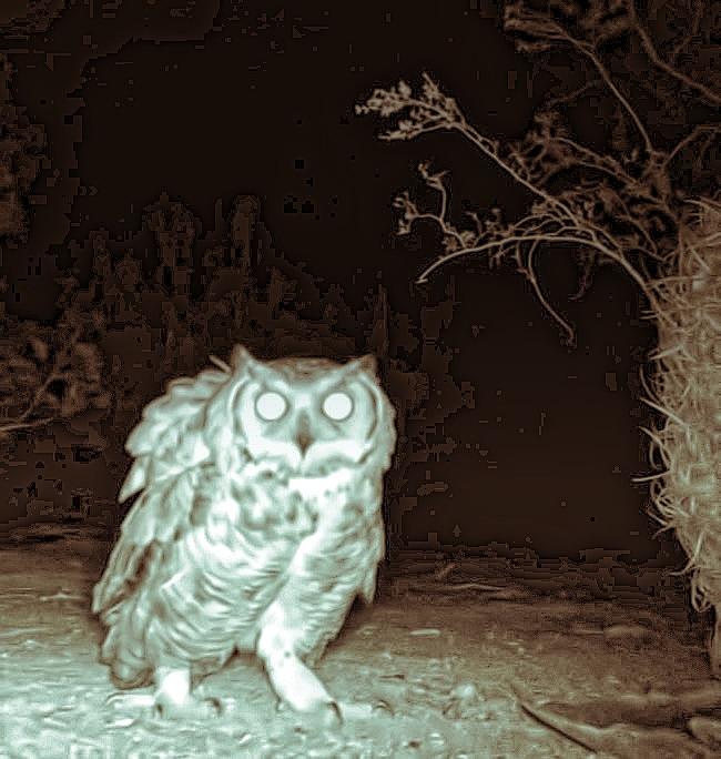 Great Horned Owl at Night in the Desert Photograph by Judy Kennedy