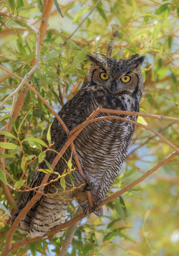 Great Horned Owl at Summer Lake Photograph by Angie Vogel