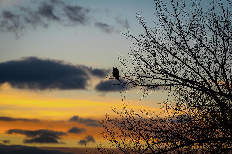Great Horned Owl at Sunset Photograph by Gary Kochel