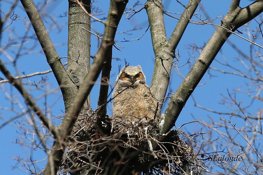 Owl Photograph - Great horned owl baby by Sarah  Lalonde