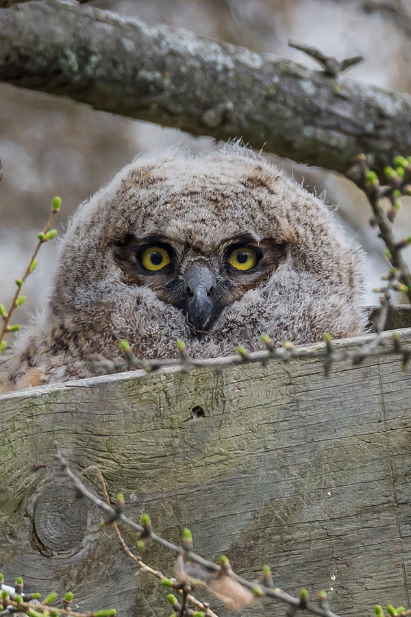 Great Horned Owl Baby Photograph by Paul Schultz