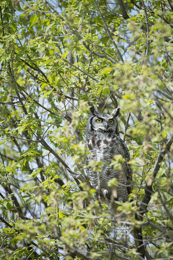 Owl Photograph - Great Horned Owl by Bill Cubitt
